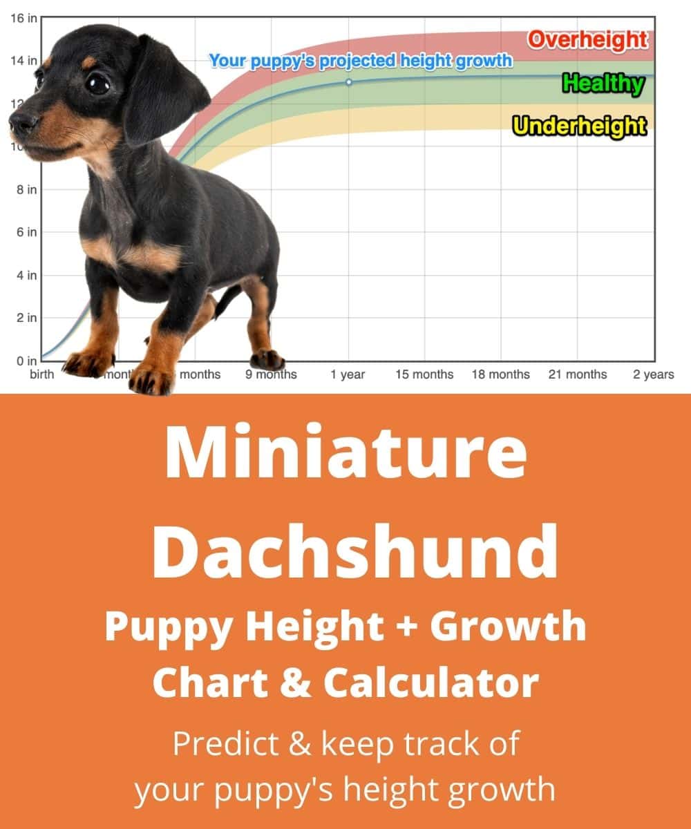 miniature-dachshund Puppy height Growth Chart